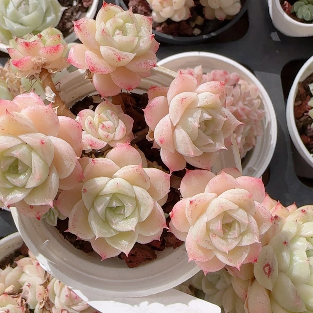 糖***儿花语多肉1231-108散