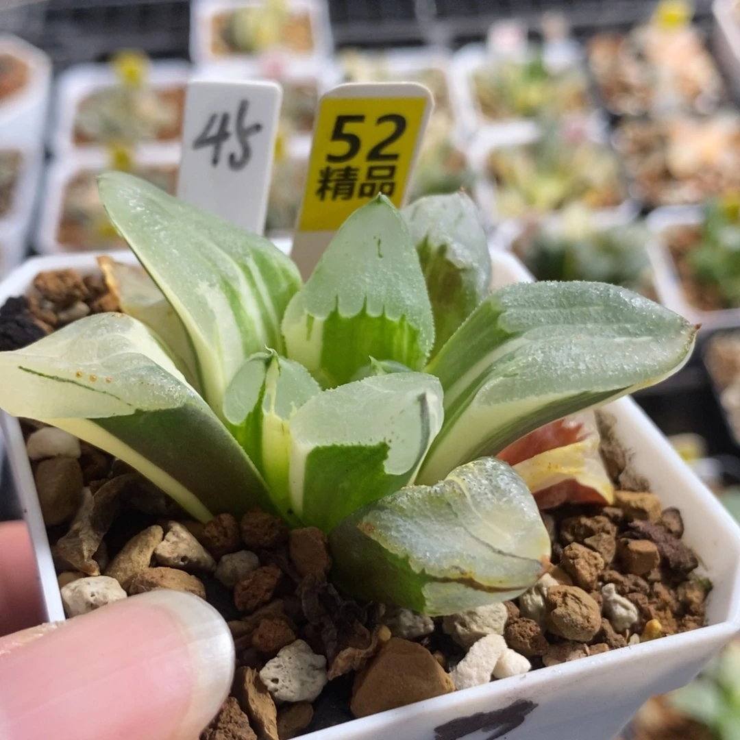 52冰城锦一物一拍