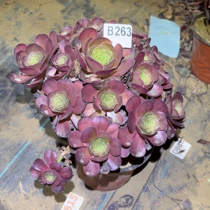 魅金玫瑰多肉植物不包损263