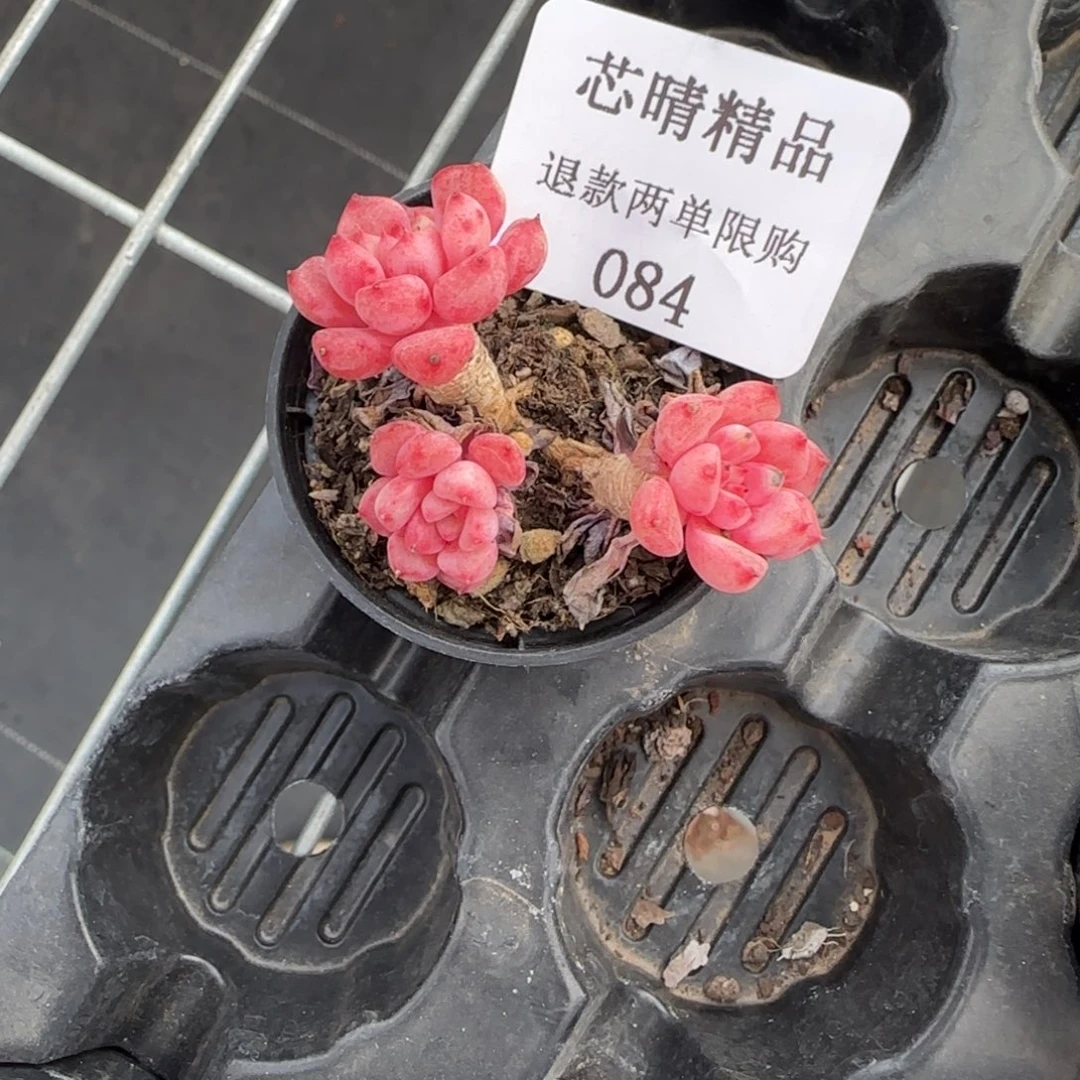 S*.闪购精品多肉84号