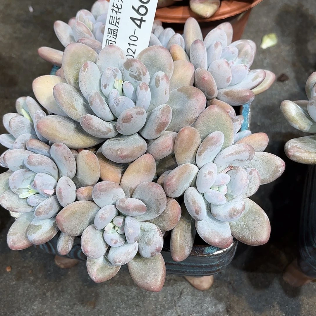 傅*同温层多肉香水466