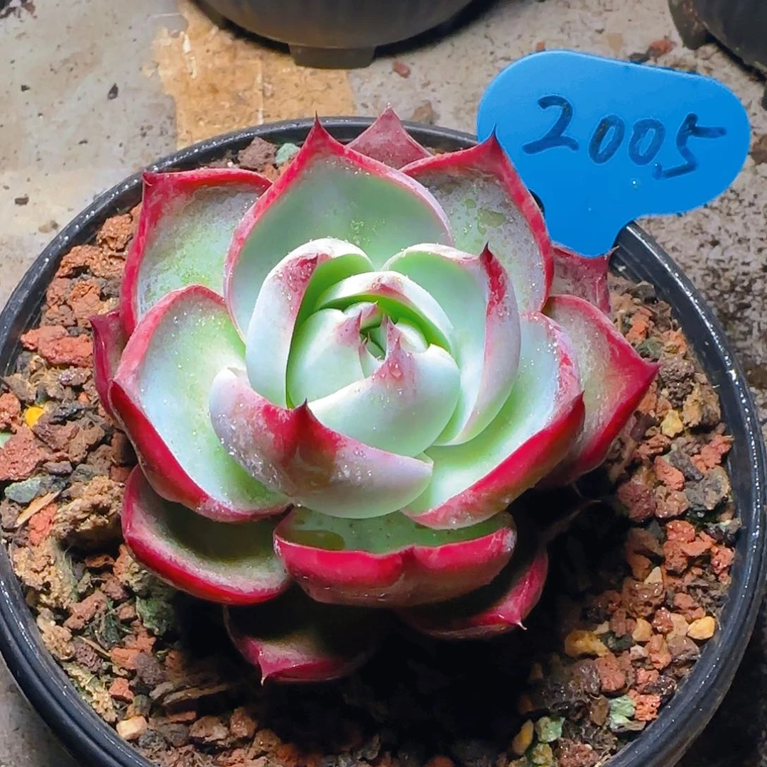 惊鸿仙子一物一拍2005号