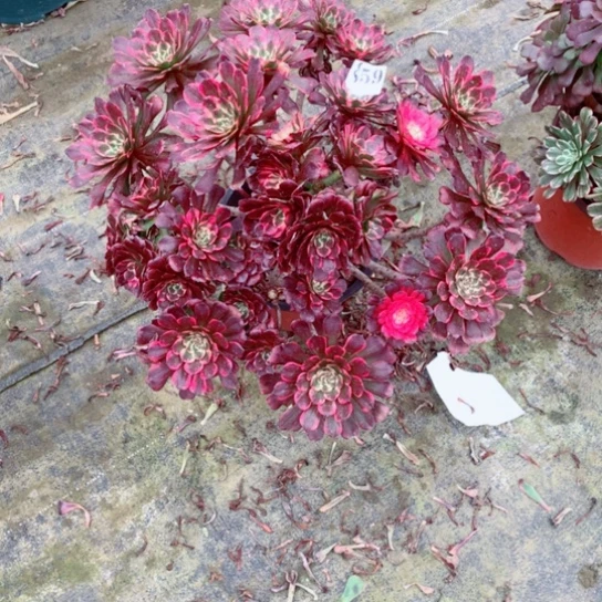 就*那多肉植物烟花859