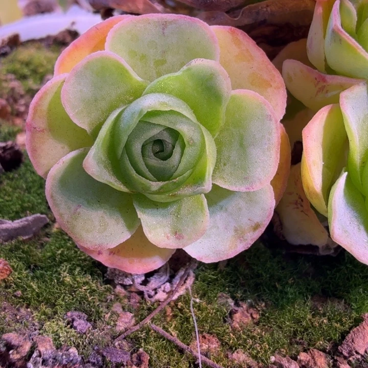 HD306  超漂亮厚叶紫莜  大侧芽