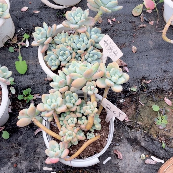 茹***风晨语多肉一物一拍205 +184