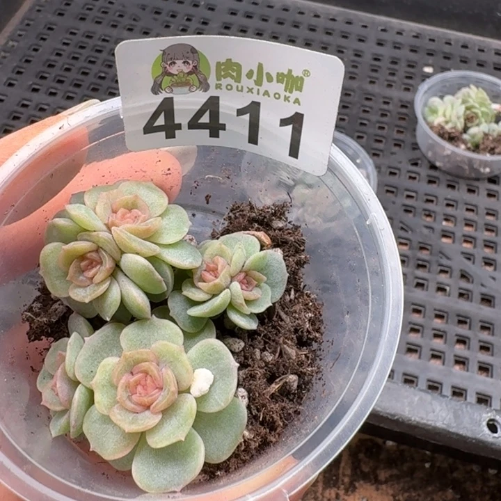 多肉植物多肉植物