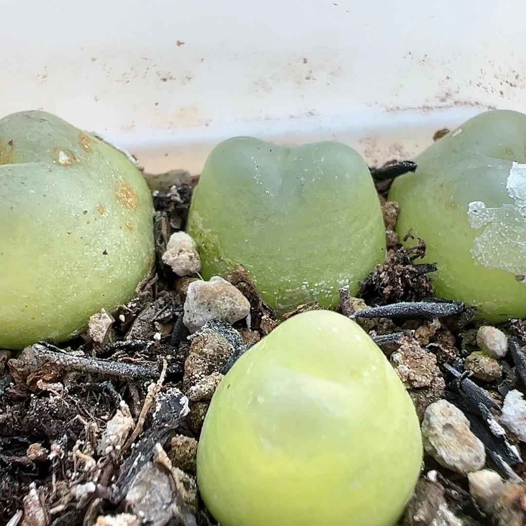 拉登紫皮 1.3cm 多肉肉锥