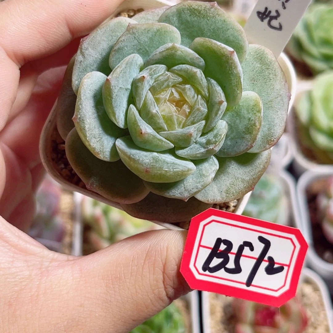 B572 一物一拍 贵妃