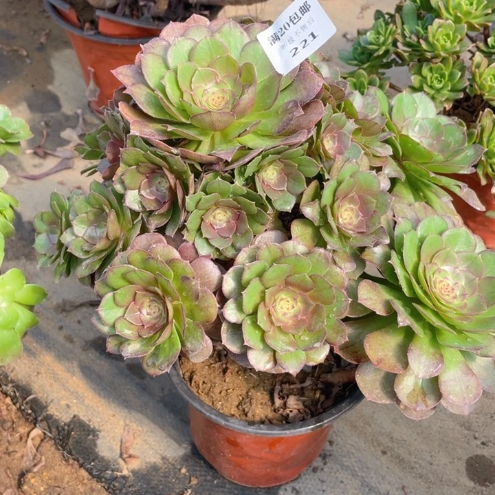 221万法师多肉断枝不售后