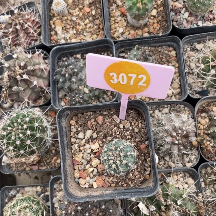 双***星实生罗星丸30720000