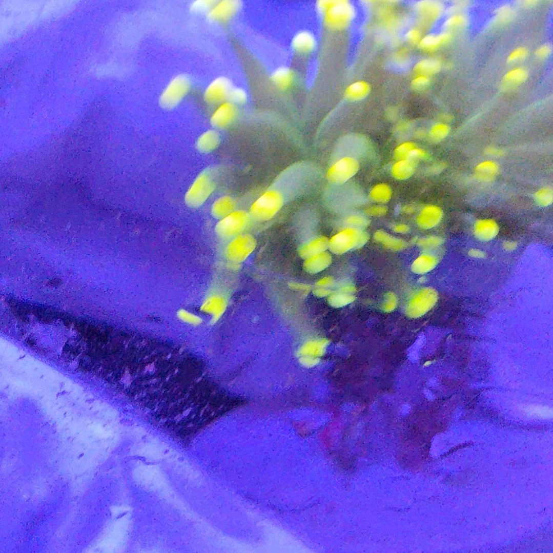 智海海洋珊瑚馆 竞拍链接