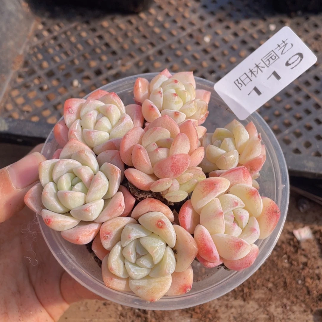 多肉植物多肉植物119
