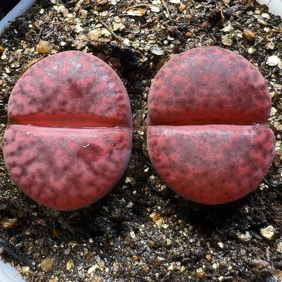 生石花111111。  191