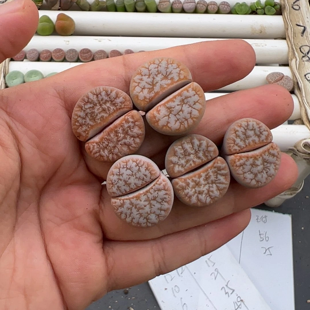 陈***务好看的多肉脱土发货767