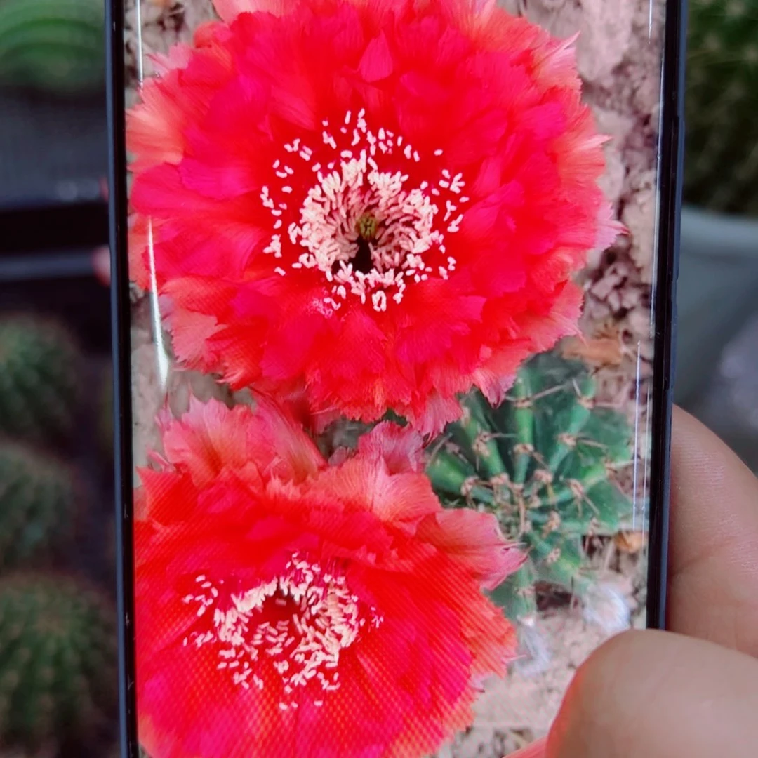 下15彩草红可可歪无根侧芽4公分左右20包邮