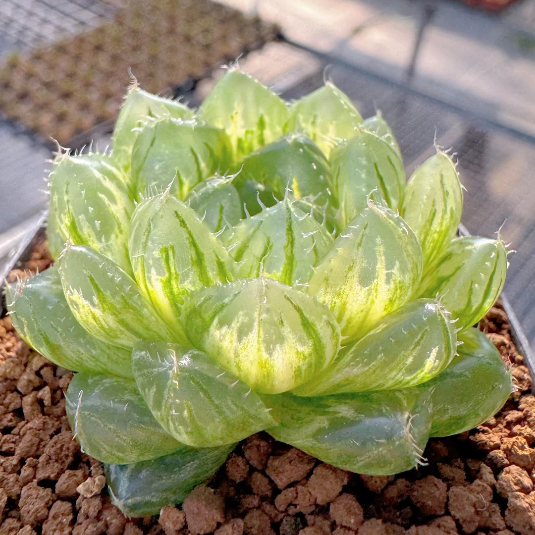 翠云玉露锦4cm 株型紧凑饱满 玉露十二F卷多肉植物绿植盆栽