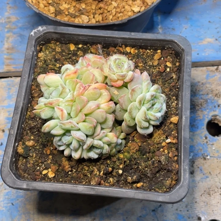 【闪购商品】雪颜冰魄朵朵