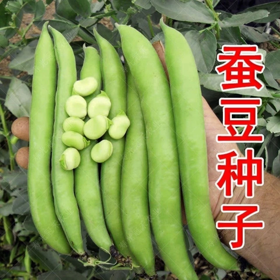 北斗七星特大高产蚕豆种子罗汉豆种籽春秋冬季播种早熟耐