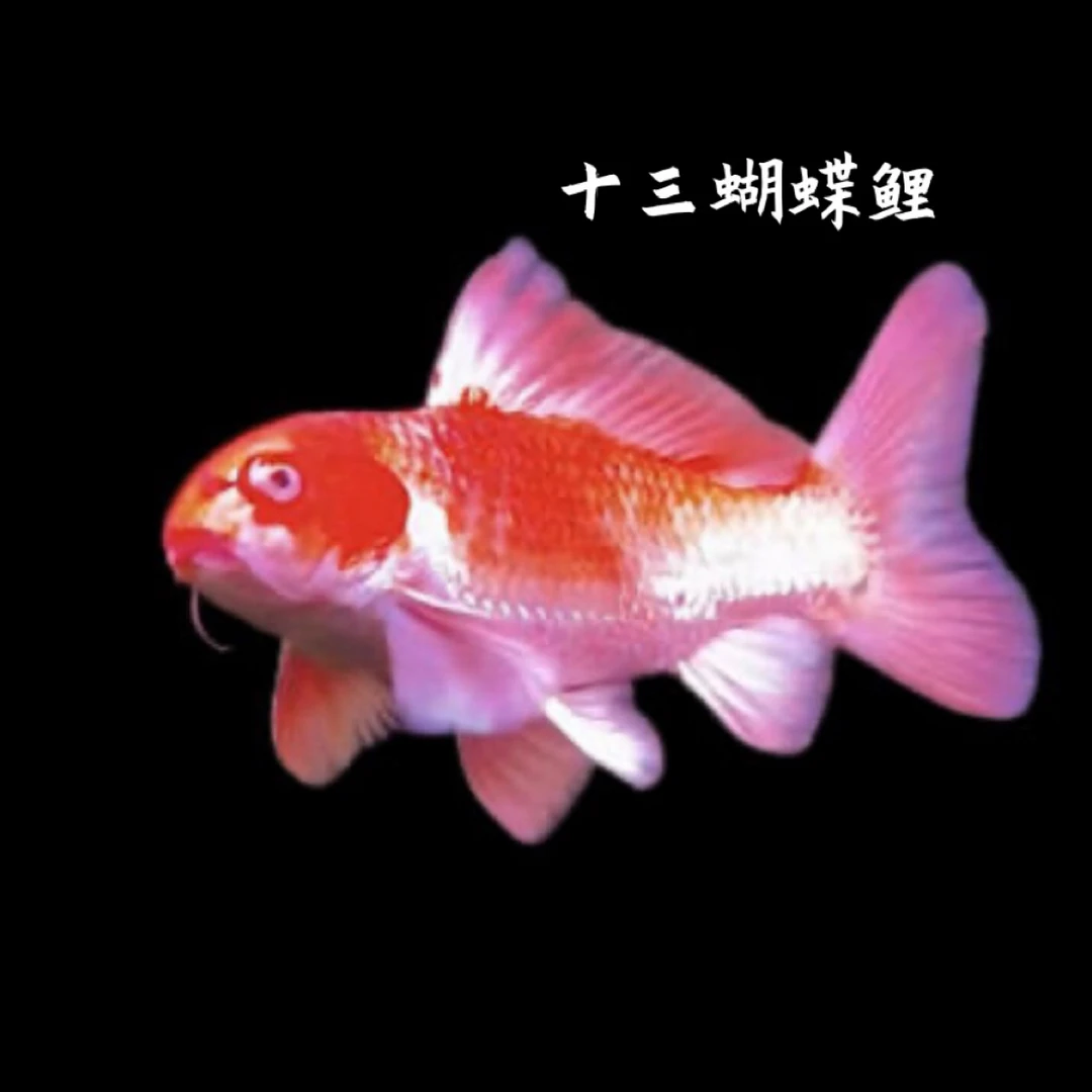 普身红白蝴蝶鲤观赏鱼活体冷水鱼好养耐活京东/顺丰