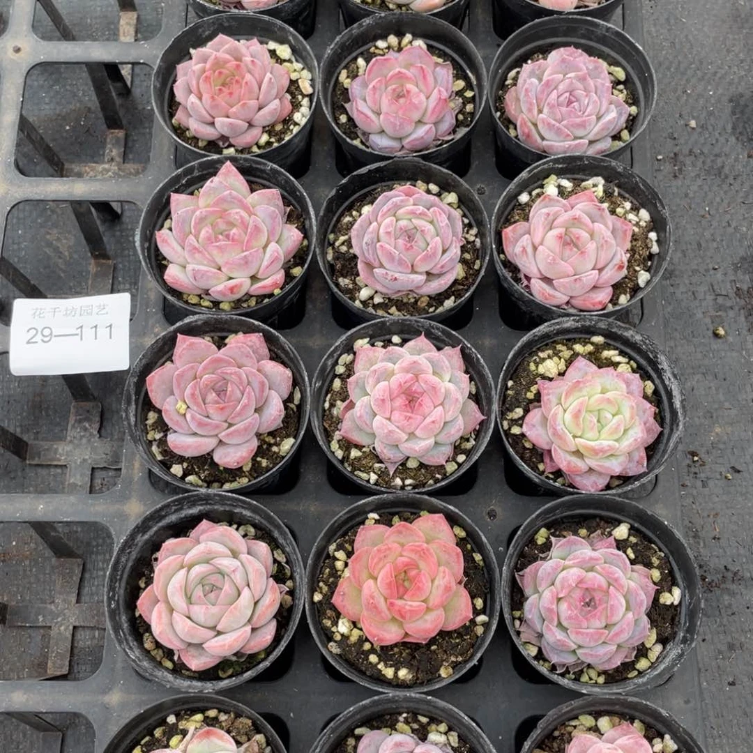 和***起一物一拍18颗29-111