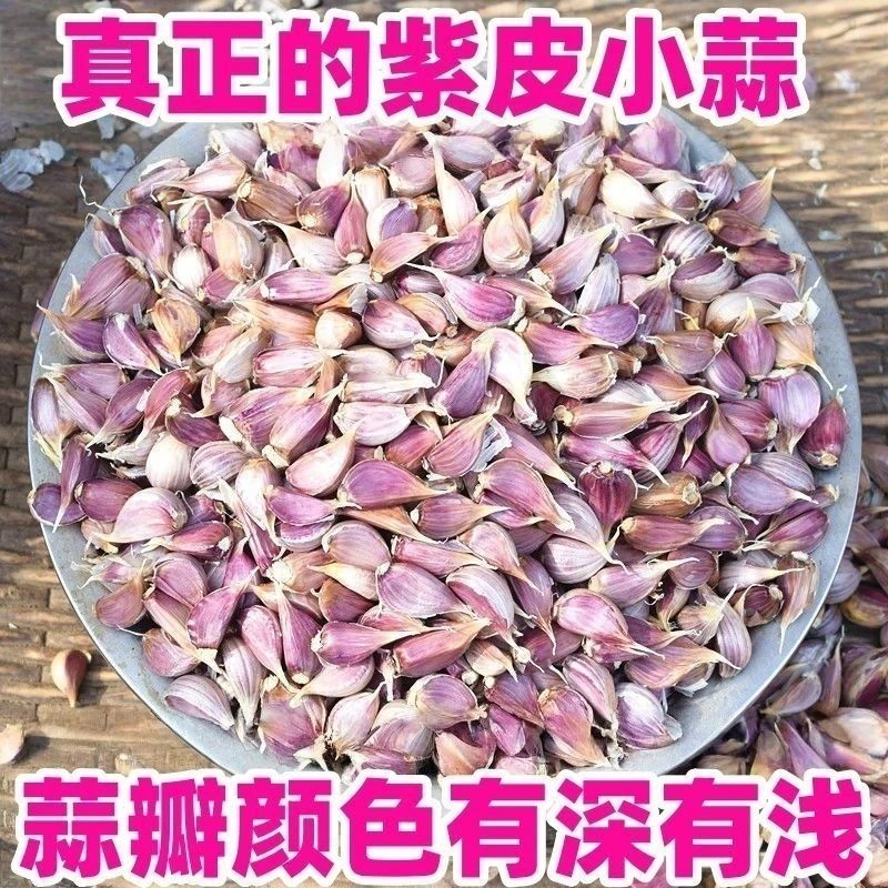 {四川绵阳安州大蒜}二水早小蒜瓣吃蒜苗蒜苔蒜香味浓郁辛辣味足