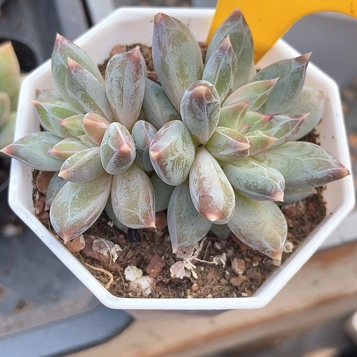 多肉去伊丽莎白870