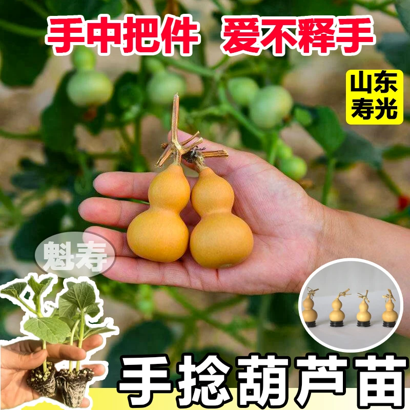手捻葫芦种籽迷你亚腰葫芦瓜种子苗秧特小中大四季文玩盆栽阳台春