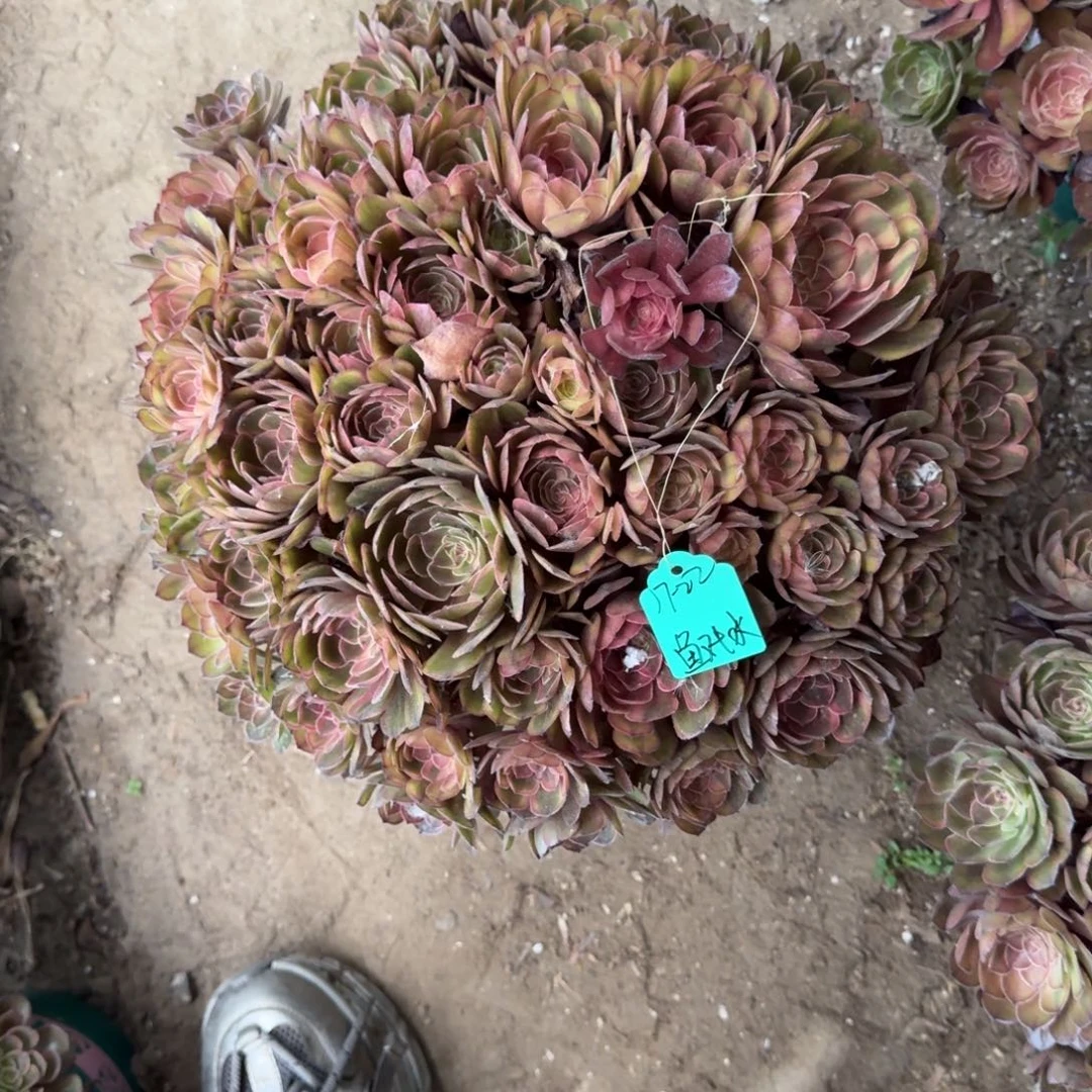 鱼***水法师万七彩嫩桩寄养17-22