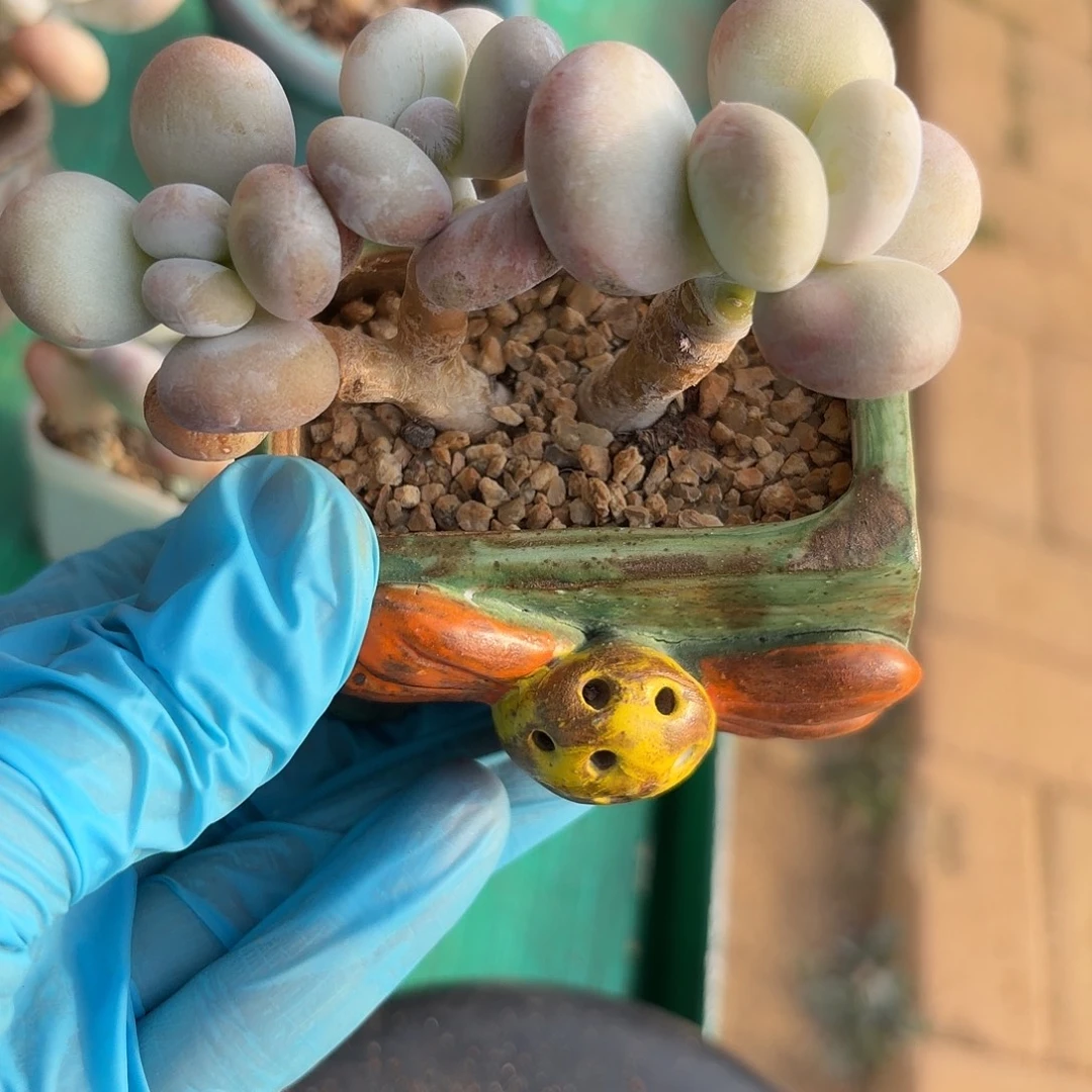 油煎丸子一物一拍