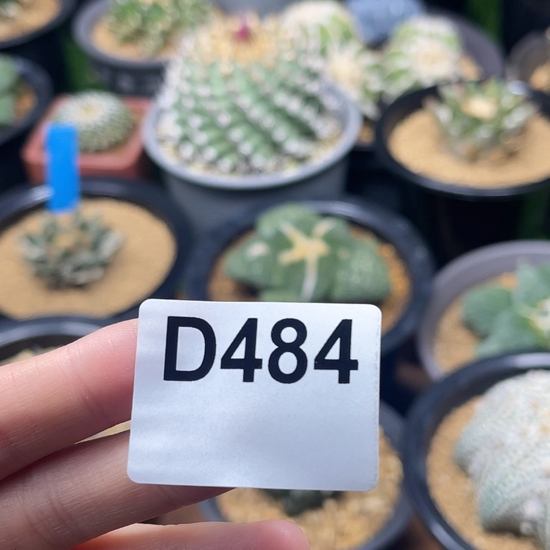 光琳推荐仙人球专拍