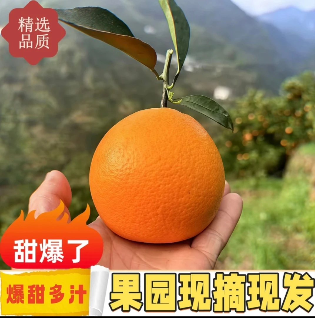 伦晚脐橙小中大新鲜橙子秭归冰糖橙子超甜水果现摘现发果冻橙子