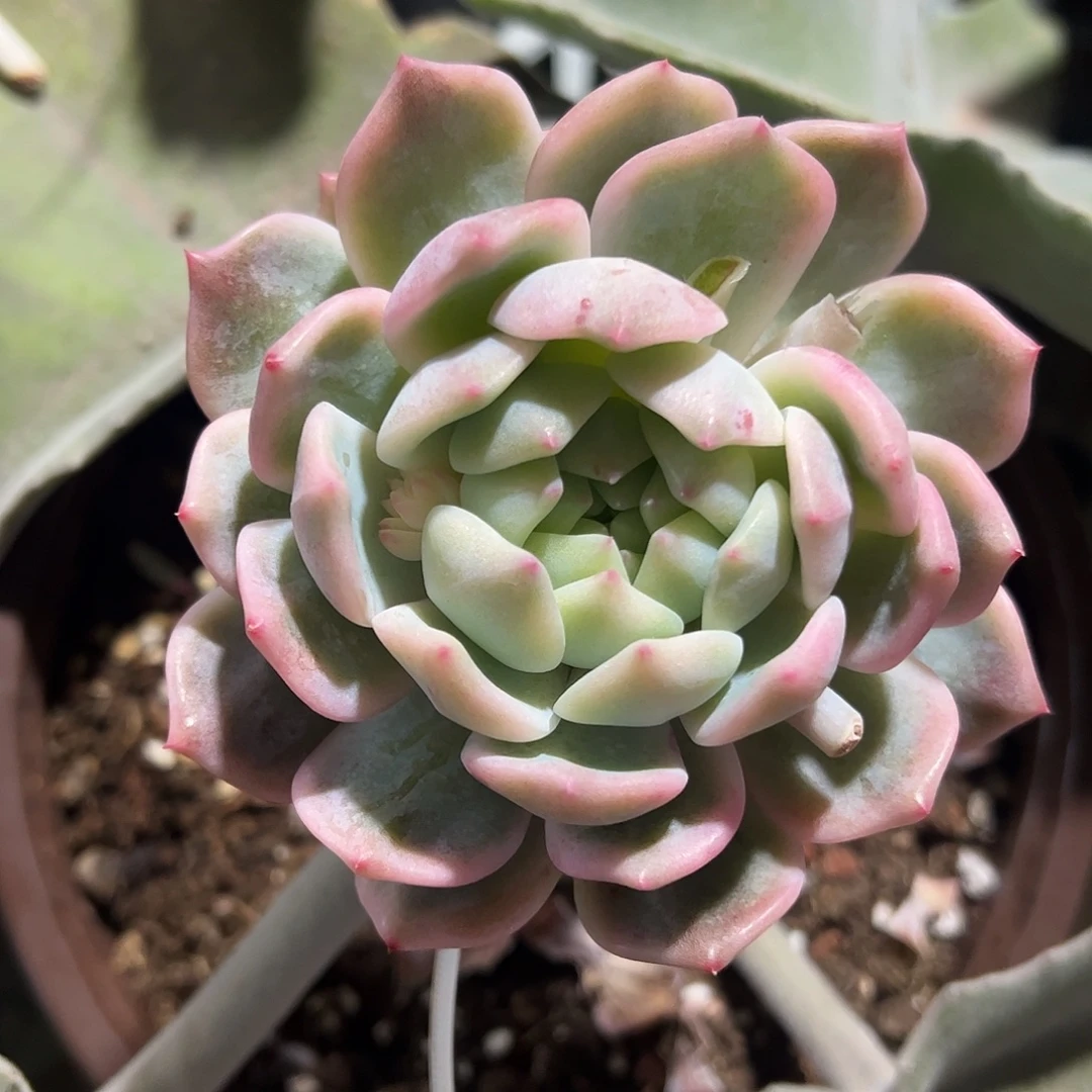 霜花锦 婕宝一物一拍