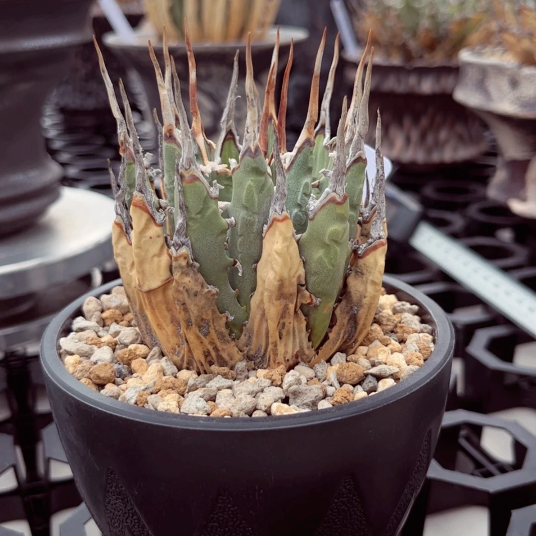 【闪购商品】旅****记妖炎