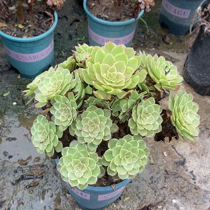 莲花座多肉植物038