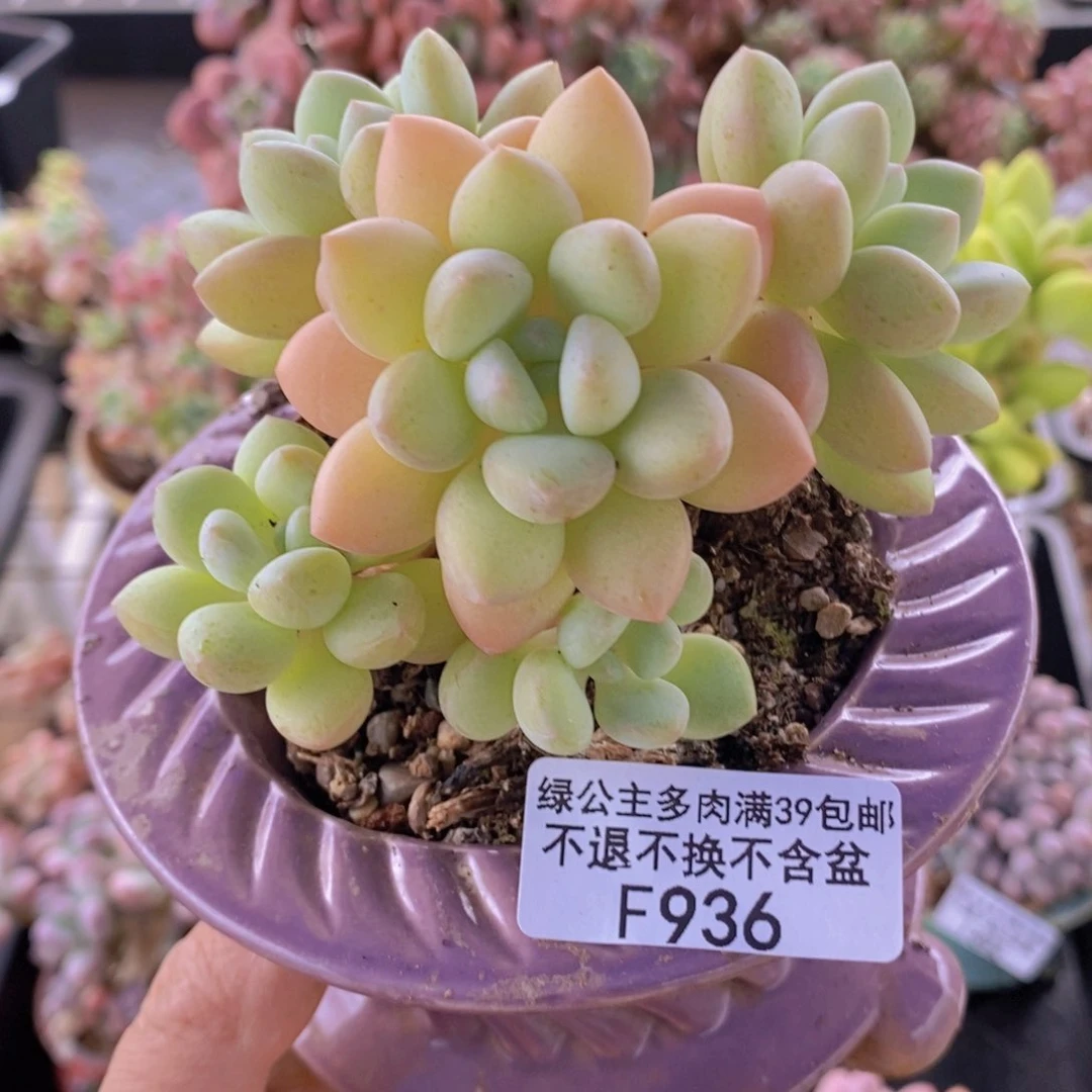 泡泡糖8cm936多肉植物