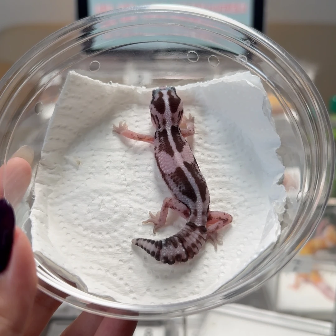 肥尾守宫高白奥利奥隐幽灵焦糖母温