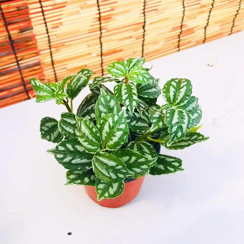 冷水花盆栽植物耐冬耐冻灰绿小叶冰水花室内阳台桌面常绿植物