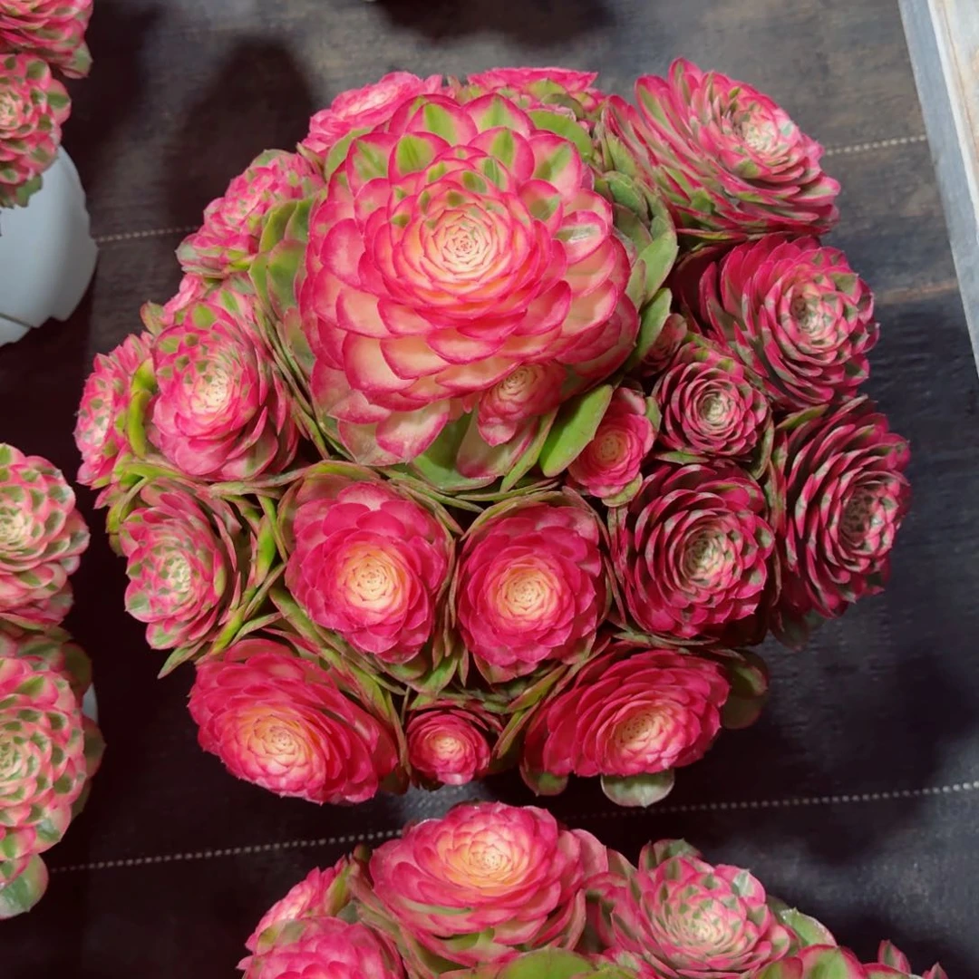 呆*多肉植物发货发货