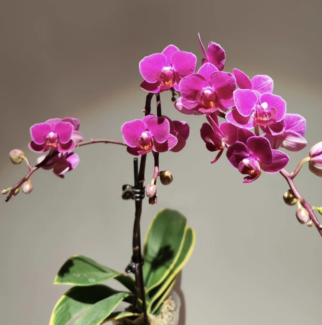 瑕疵 金叶咖啡蝴蝶兰 2.8寸带花剑 （不售后）