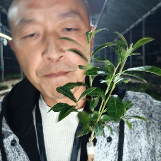 无花朵金弹子四季葫芦079