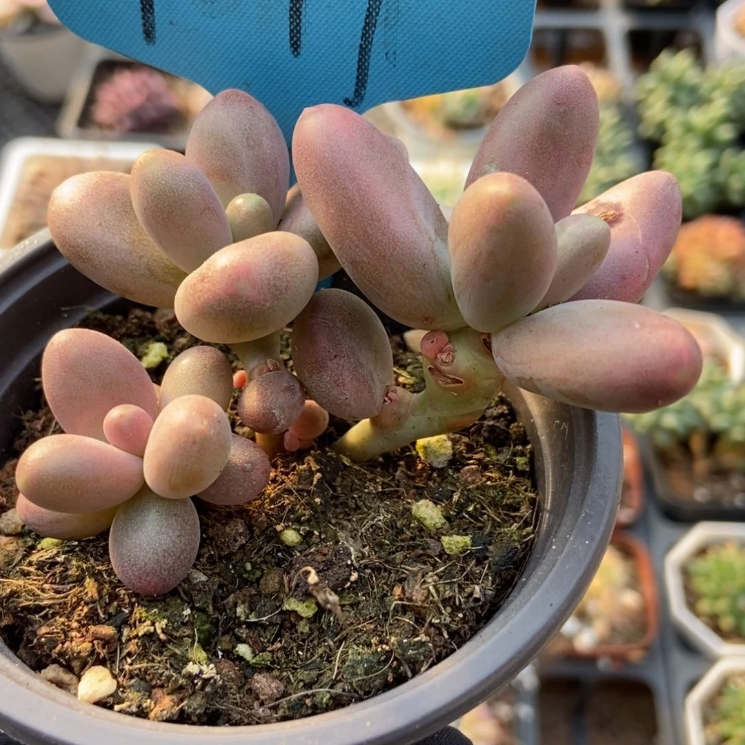 1047糖果美人多肉植物保护