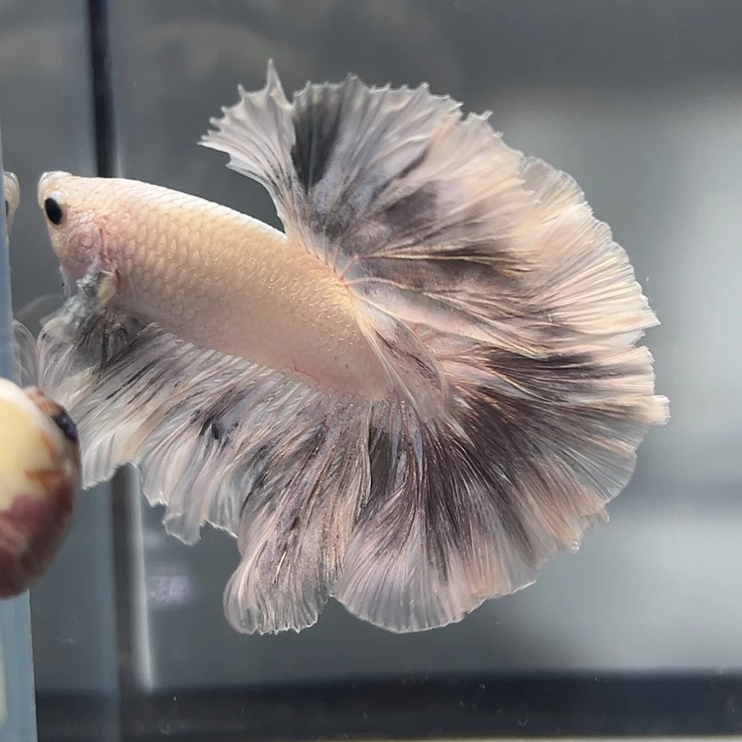 斗鱼20号夸张天鹰背纯正奶奶灰