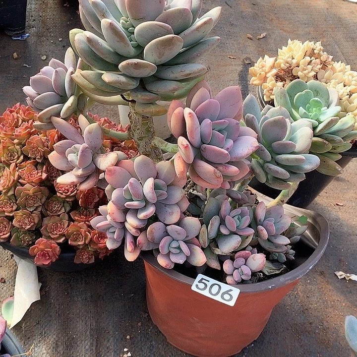 506昼夜星河一物一拍多肉