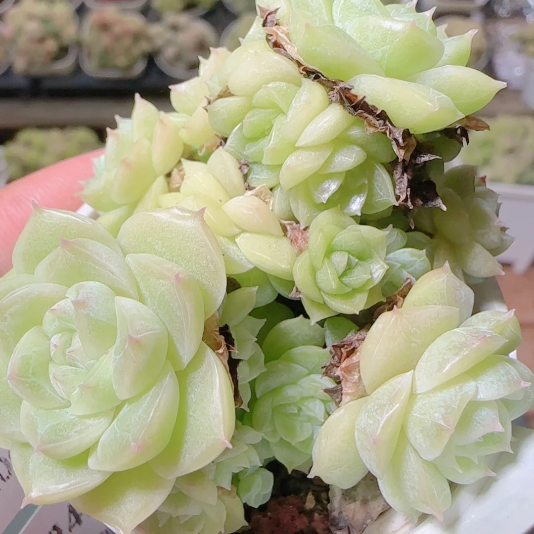 花语逸镜1104-265散