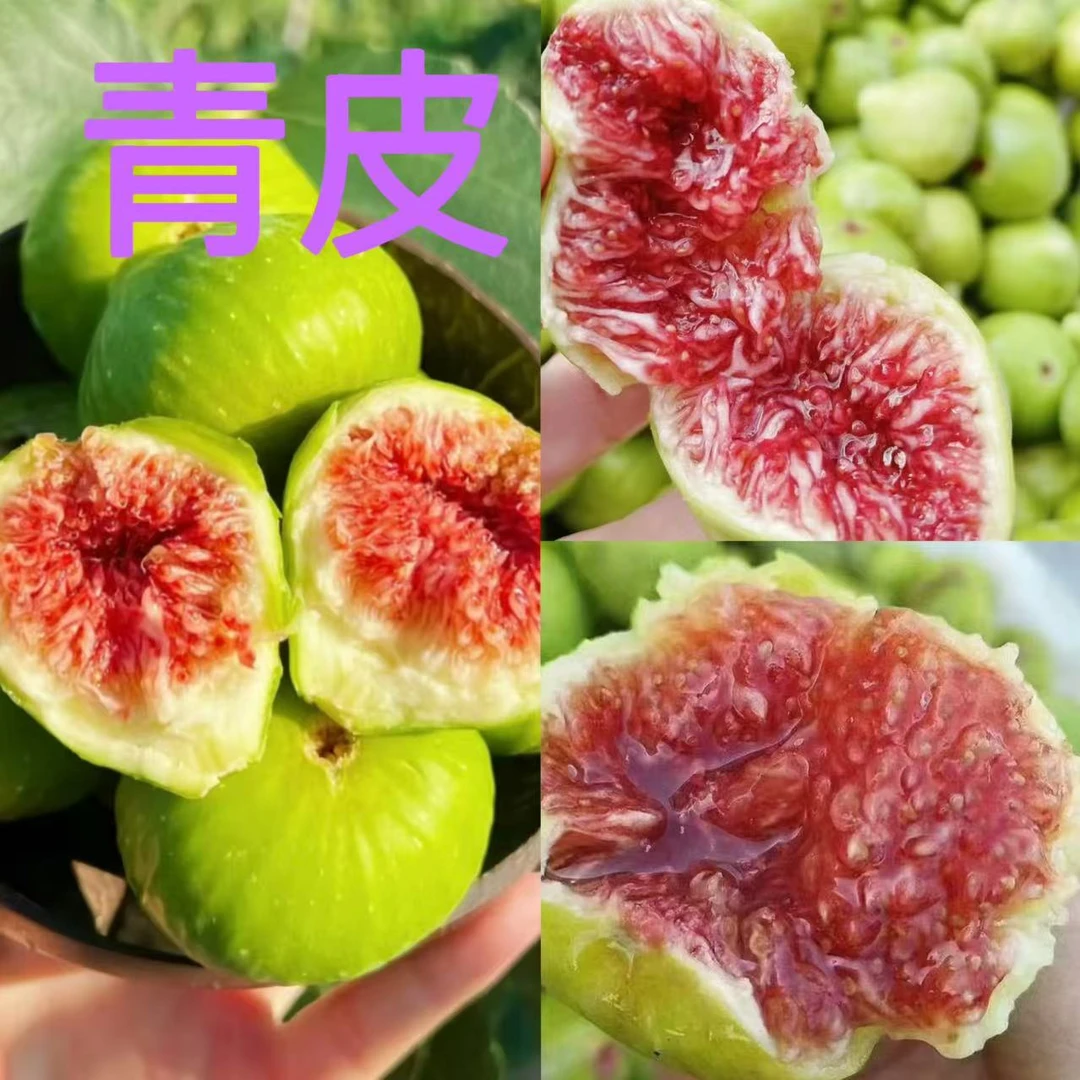 【青皮大果耐寒清甜】无花果树果苗家庭盆栽好养易结果可食用树苗