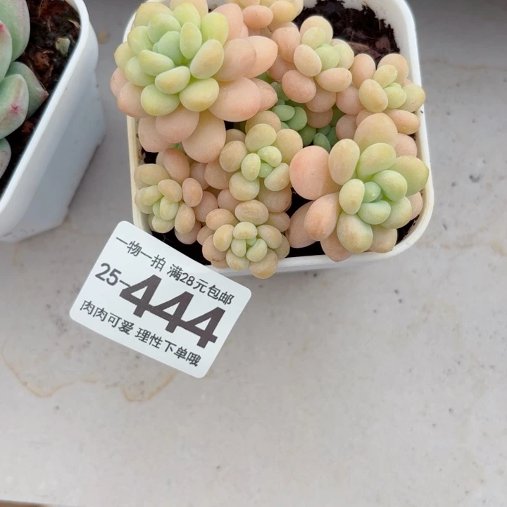 洛可可多肉无盆土发货无盆