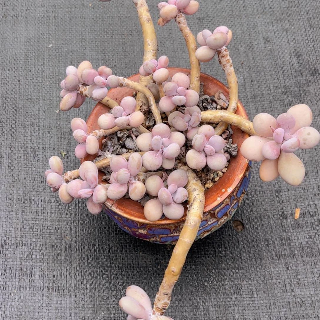 无花朵友家多肉一物一拍