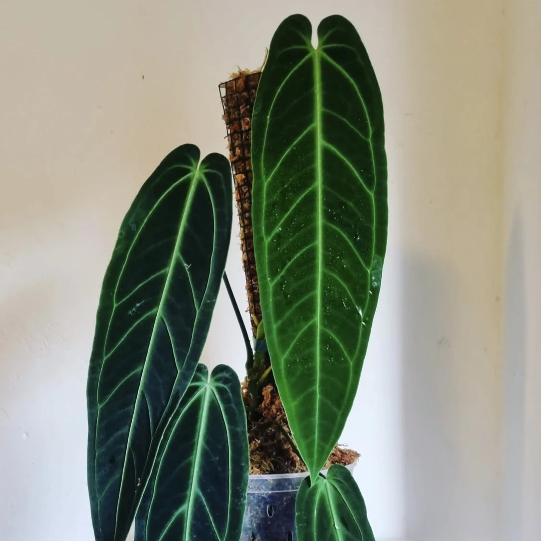 火鹤后花烛室内高端热植盆栽好养观叶绿植