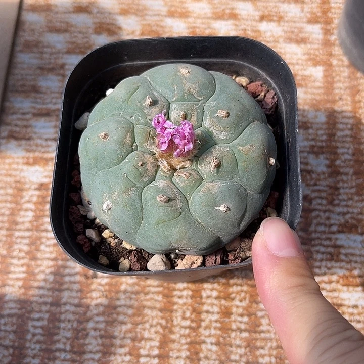 无花朵龟甲鱼一物一拍