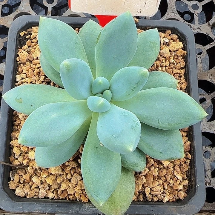胖体哥特691多肉植物